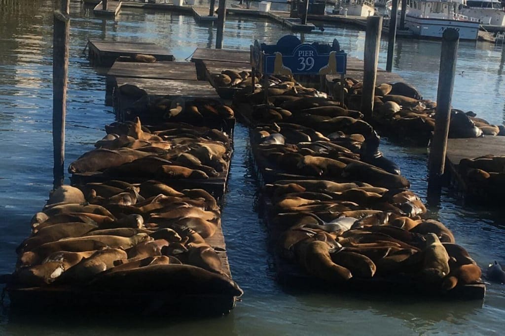 Seal lions relaxing on Pier 39 as we pass by
