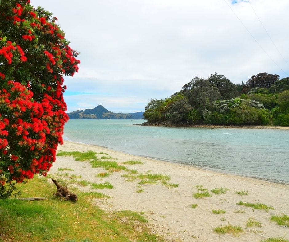 Purangi Estuary, seaside holiday township on Coromandel Coast showing flowering Pohutukawa tree
