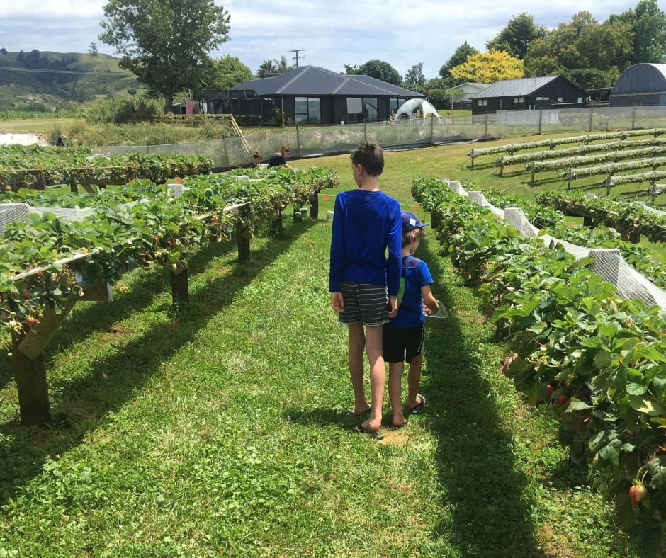 The boys walking down the strawberry field ready to pick