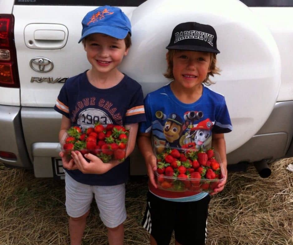The boys were extremely proud of the strawberries they picked standing by the car at one of the best berry farms