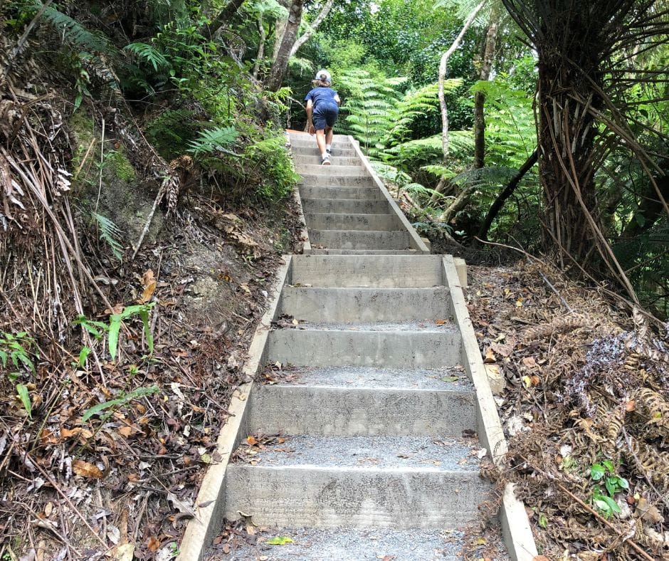 Sawyer powering up the stairs on the Te Harikoa track on his way to get a plenty view of Ōmanawa Falls waterfall